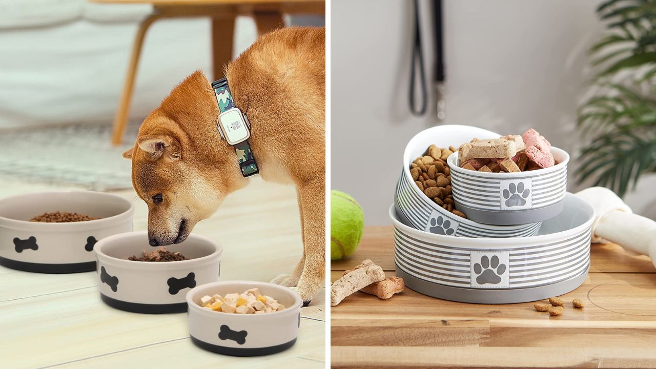 The Pawsitively Perfect Guide to Elevating Your Dog's Dining Experience