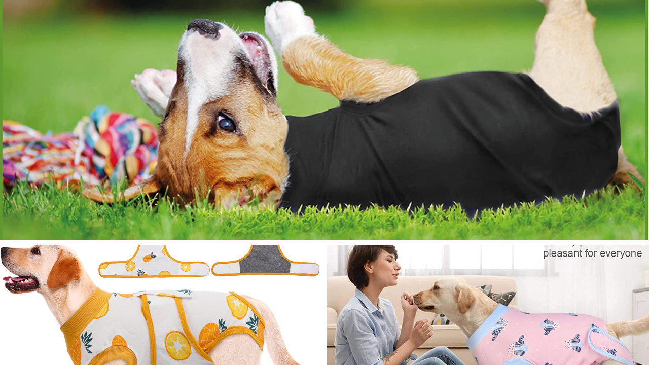 Canine Comfort The Best Dog Recovery Suits