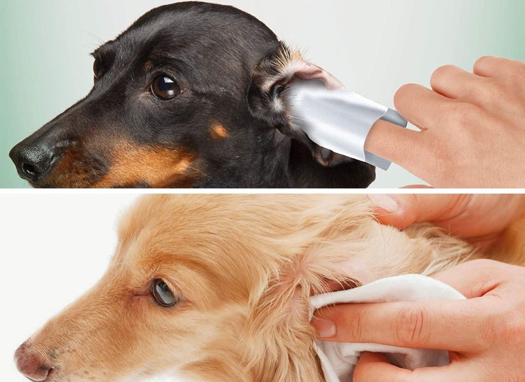 Oh My Doggo! The Best Dog Ear Wipes for Fluffy's Ears