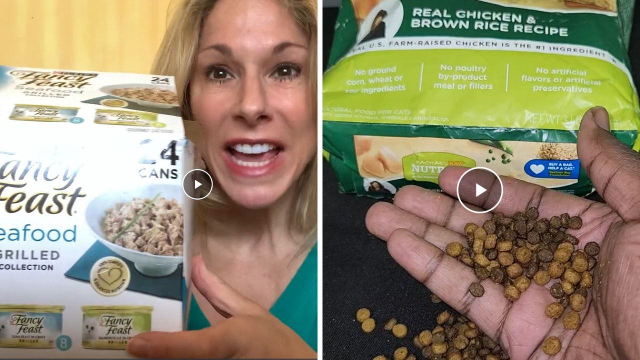 Feline Farts Be Gone! The Best 5 Cat Foods for Gassy Kittens