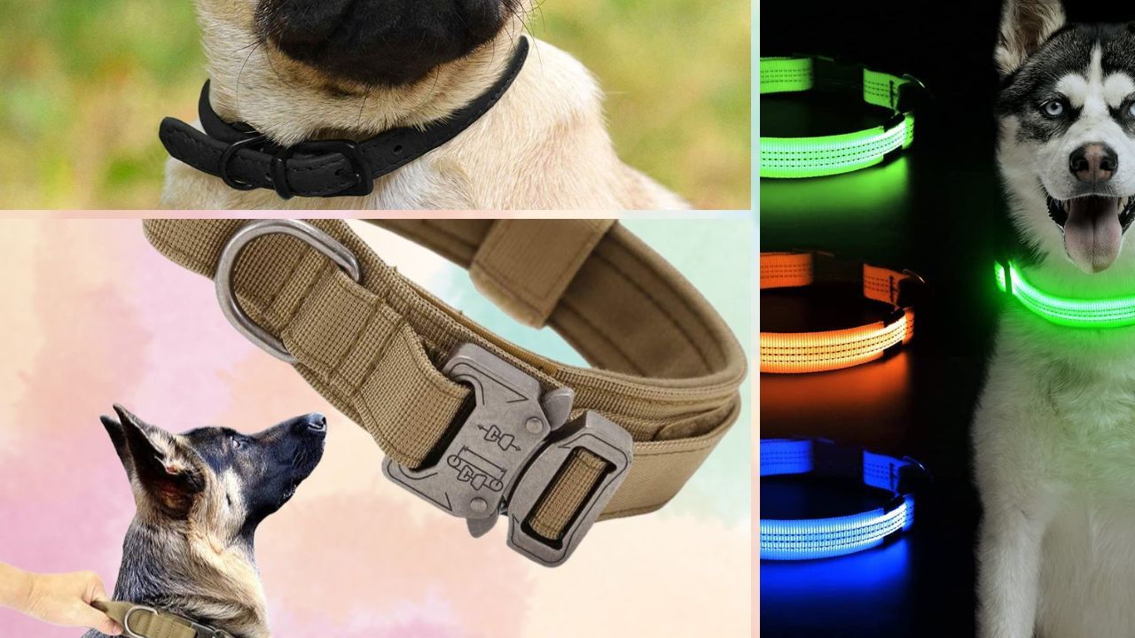 5 Reasons Why LongHaired Dogs Will Love These Collars A BarkWorthy