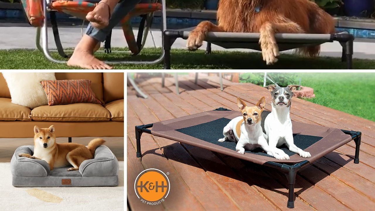 Buzzin' About the Best 5 Dog Beds for French Bulldogs A Pawsitively Purrfect Guide!