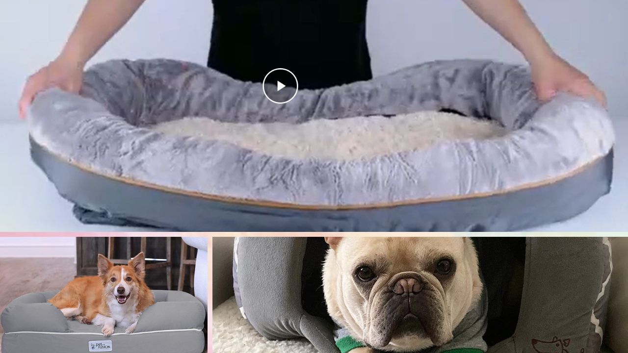 FrenchieApproved! 5 of the Best Dog Beds for French Bulldogs to Snooze In