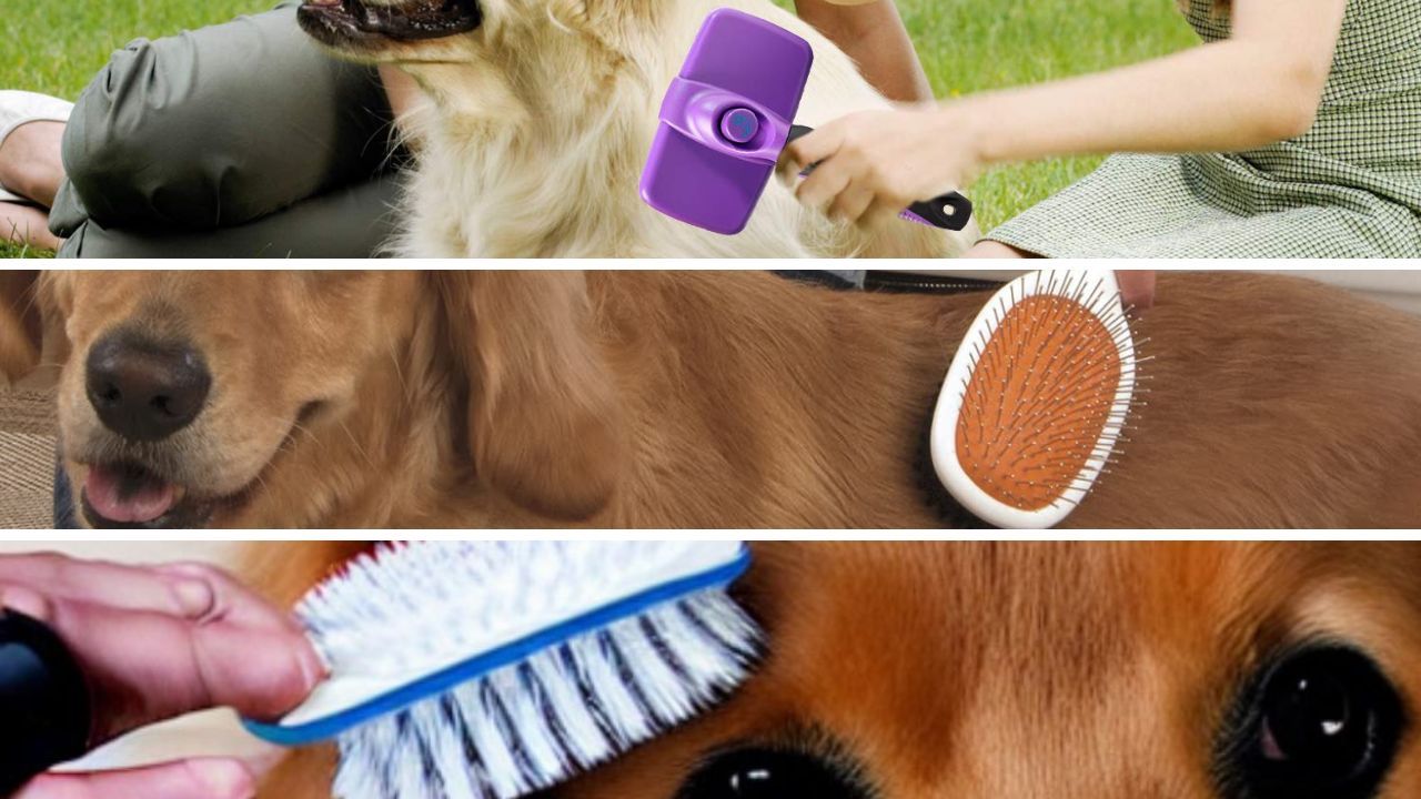 The Absolute 5 Best Dog Brush For Golden Retrievers