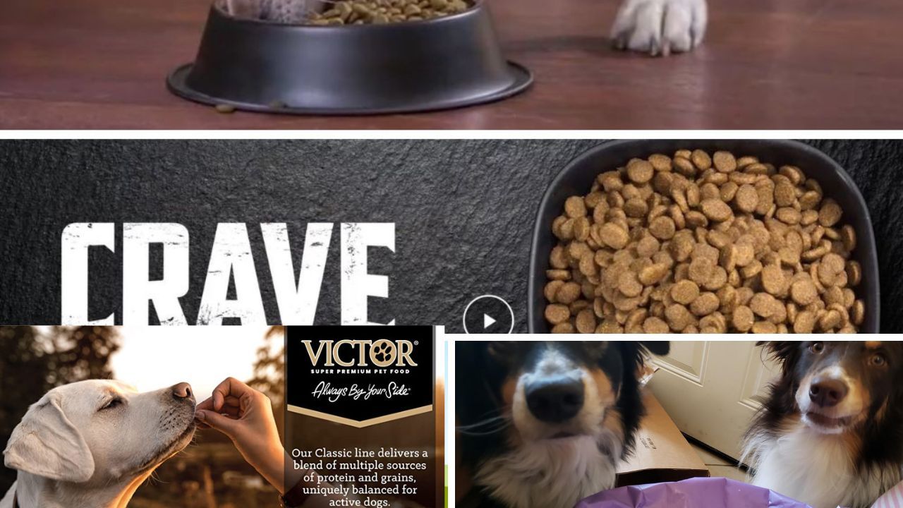 Top 5 Of The Best Dog Food For Dalmatians