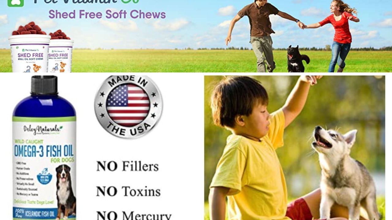 The Best 5 Dog Foods to Put a Stop to Shedding!