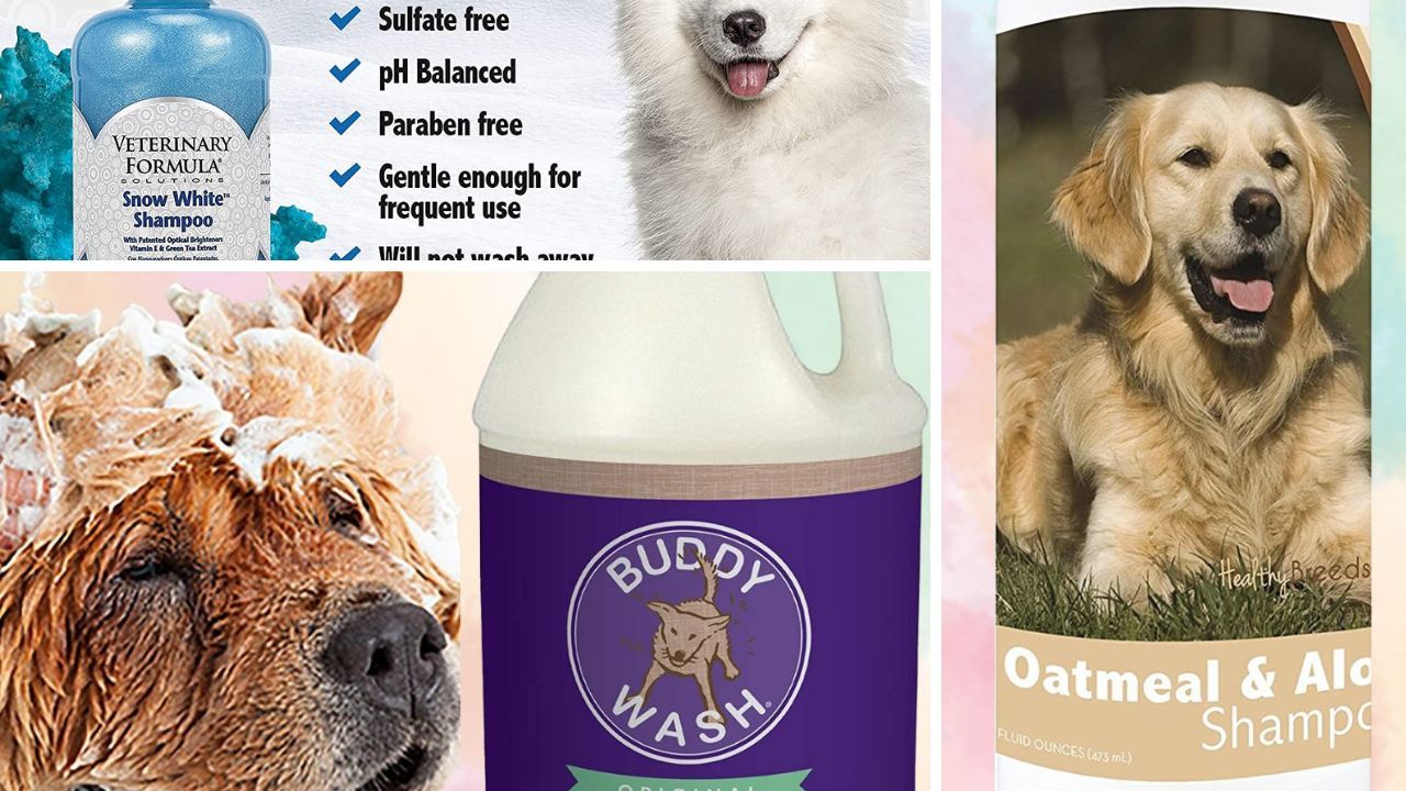Give Your Golden Retriever the Royal Treatment With These 5 Best Dog