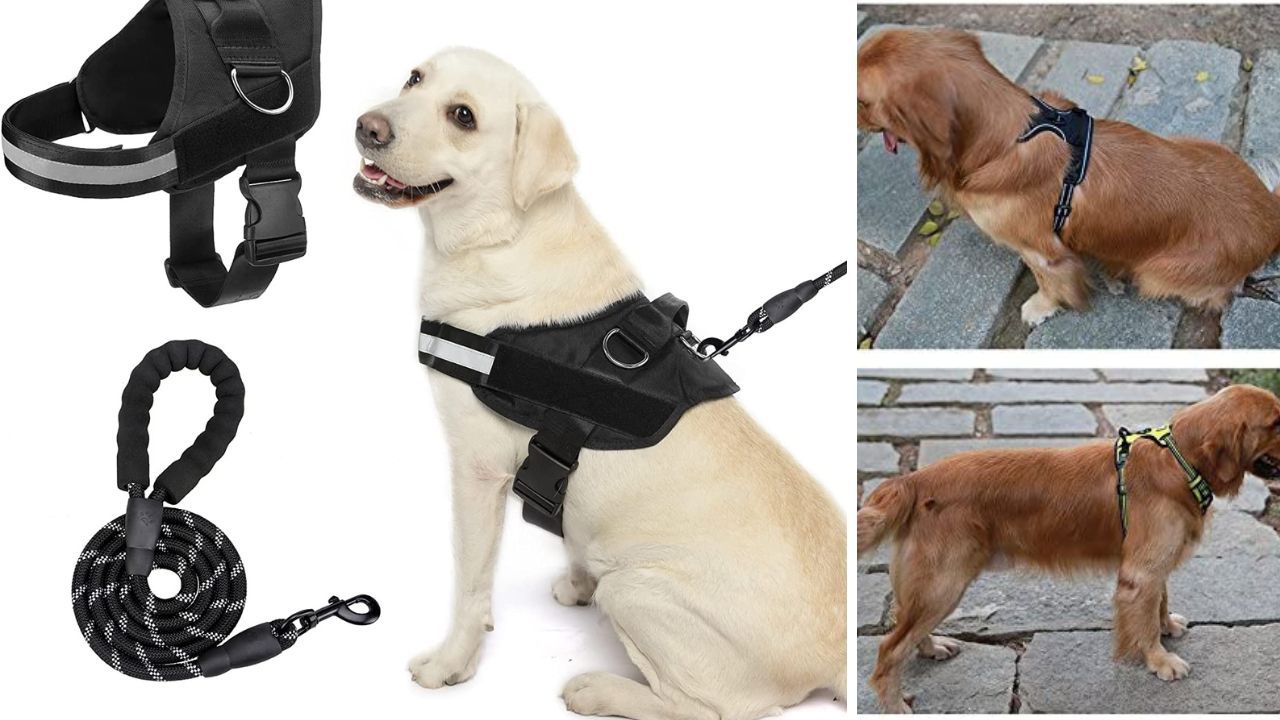 5 Best Harnesses For Boxer Dogs Unleash the Best in Your Best Friend!