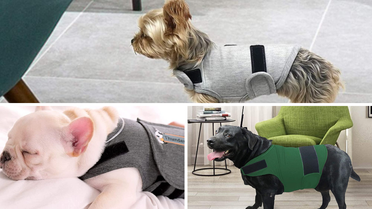 Pawsome Product Reviews Ranking the Top 6 Anxiety Vests for Dogs!