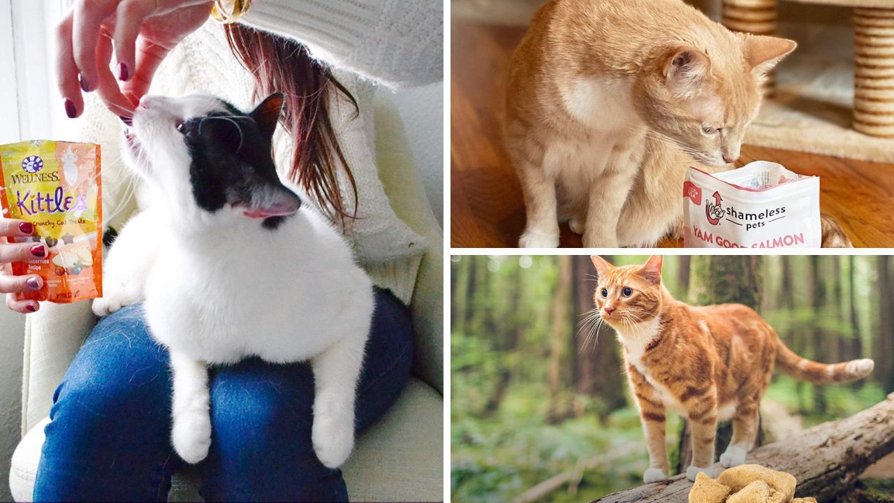 5-purr-fect-treats-for-diabetic-cats-our-top-rated-picks-to-keep-your