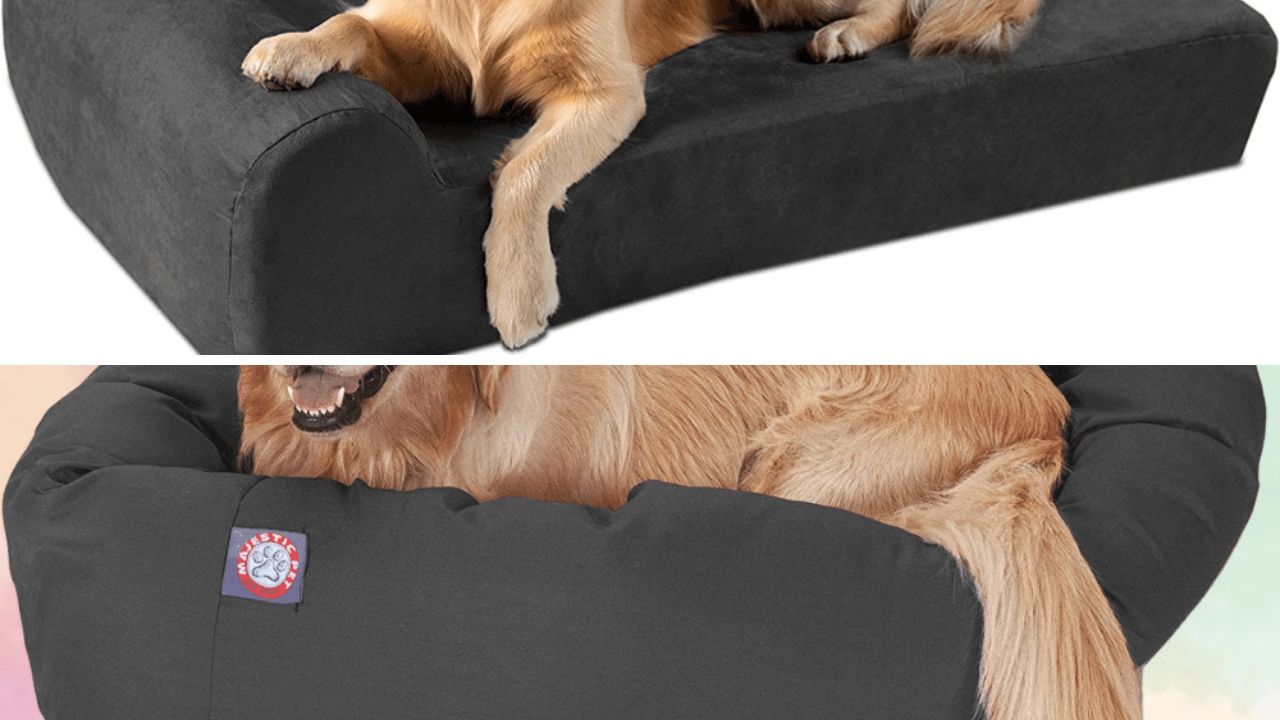 A Golden Retriever's Guide to Snoozing Reviewing the Top 5 Best Dog Beds