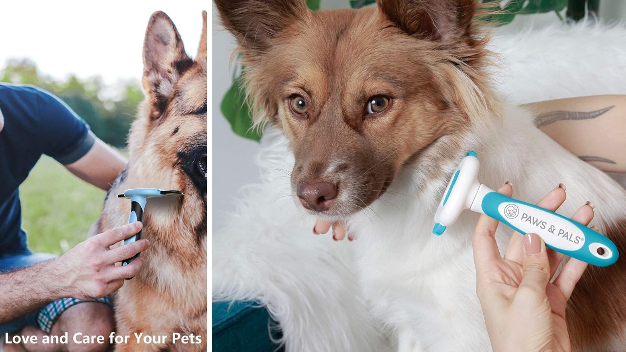 Barking Up the Right Tree Best Dog Brushes for Boxers Revealed!