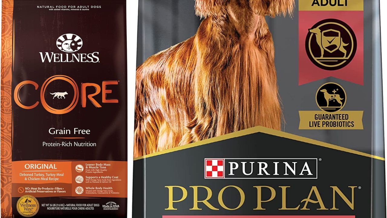 Which Is the Top 5 Best Dog Food For Aussiedoodle? A TailWagging Taste