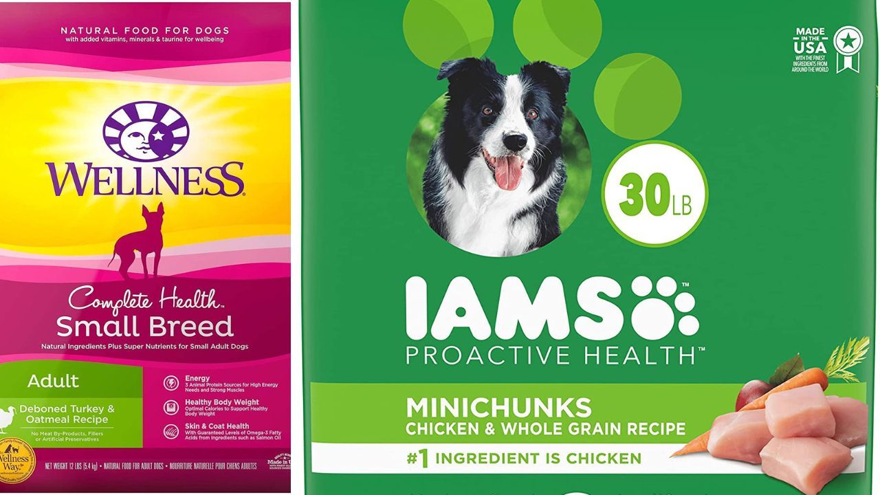 Morkies' Delight! Ranking the Top 5 Best Dog Foods For Your PintSized