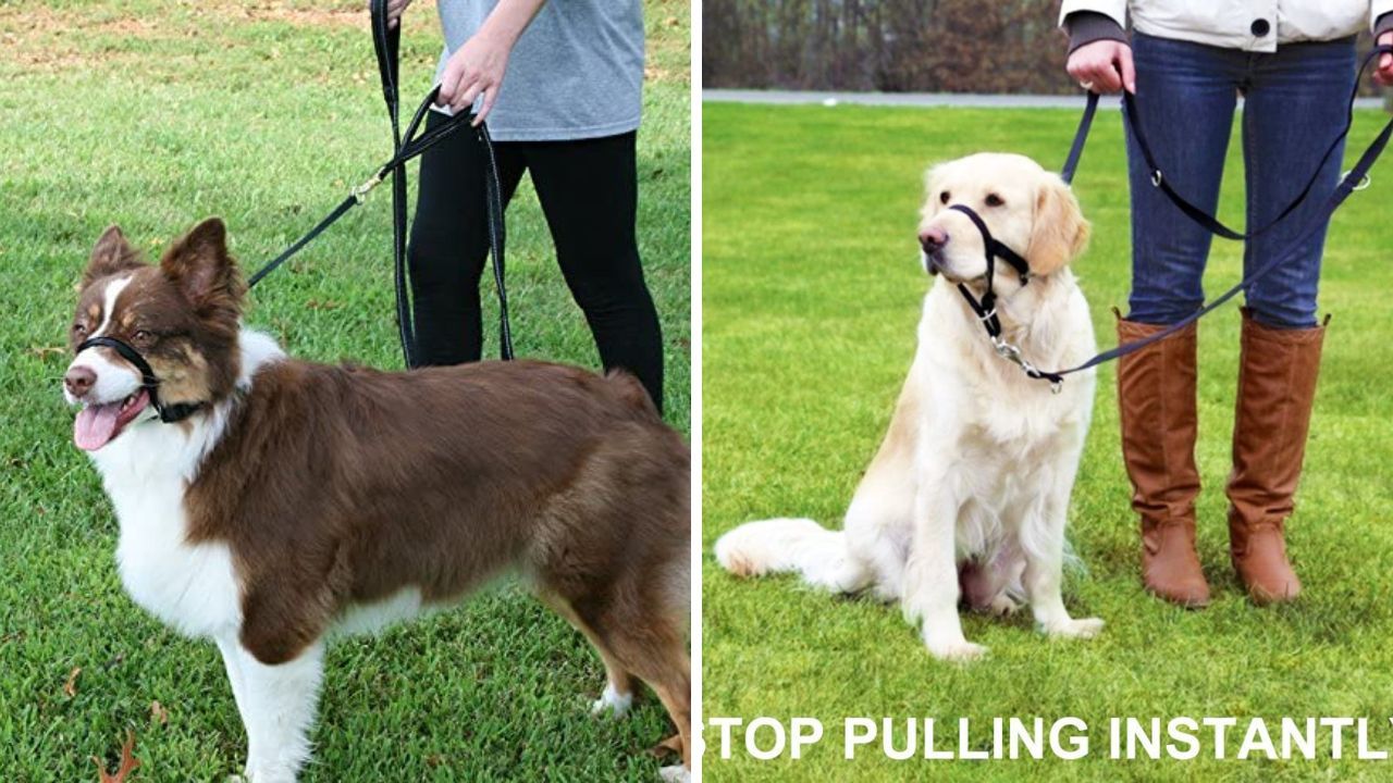 The Doggo Guide to Finding the Best Head Halter Reviewing 5 Top Options!