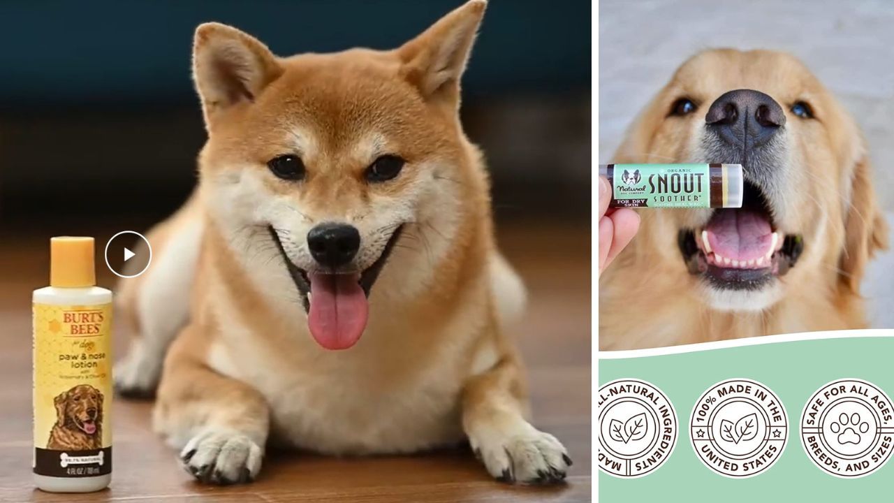 Sniff Out the Best Reviewing 5 Dog Nose Balms for the Furriest Friend