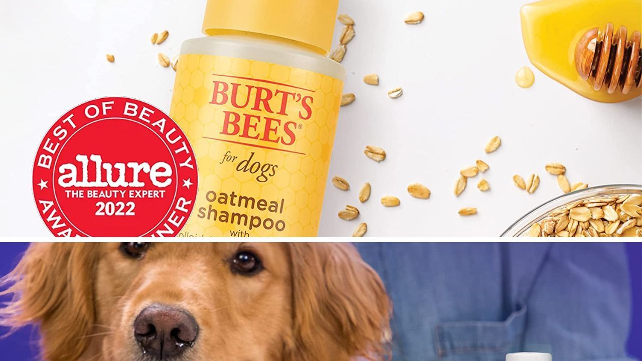 Labs Love It Reviewing the Top 5 Best Dog Shampoos for Labs