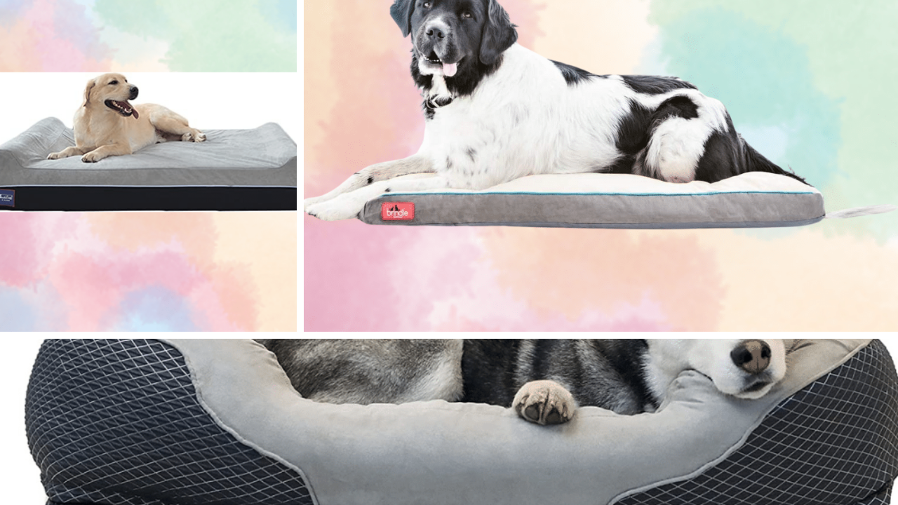 Unleash Comfort Reviewing the Top 5 Best German Shepherd Dog Beds