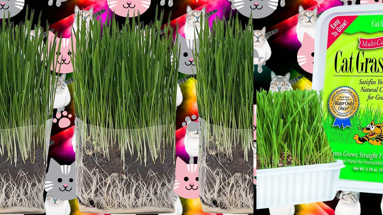 Feline Finds Uncovering The Top 5 Grasses For Cats To Munch On!