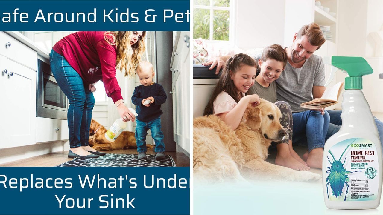 5 Pet Safe Ant Killers Find the Best Way to PestProof Your Home!