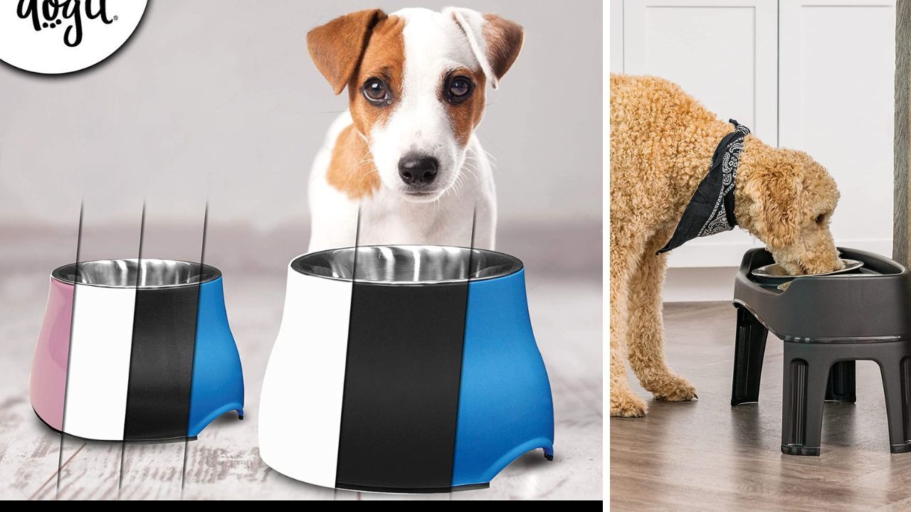 Paws Up for These 5 Elevated Dog Bowls Elevating Your Dog's Dining