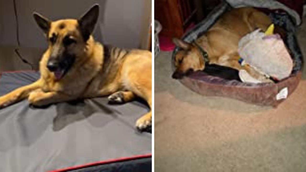 5 Best Dog Beds For Pitbulls Keeping Your Best Friend Comfy & Cozy