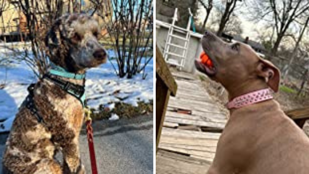Gone To The Dogs! Ranking The Best Collars For Pitbulls