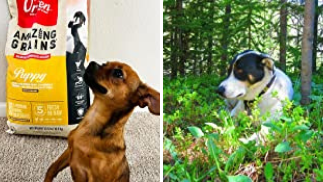 Puppy Chow Showdown Best Dog Food For Blue Heelers What's The Best