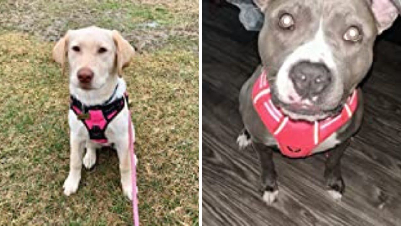 Picking Up the Best of the Best A Pitbull Owner's Guide to the Top 5