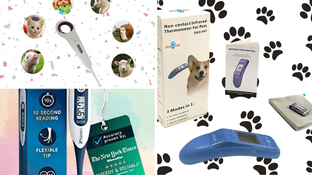 FurReal 5 Best Dog Thermometers To Keep Your Pooch Healthy