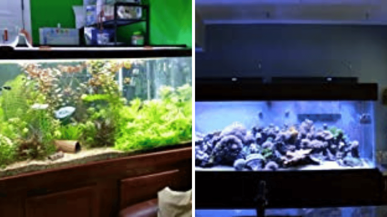 5 Best Saltwater Aquarium Lights Pimping Out Your Fish Tank Has Never