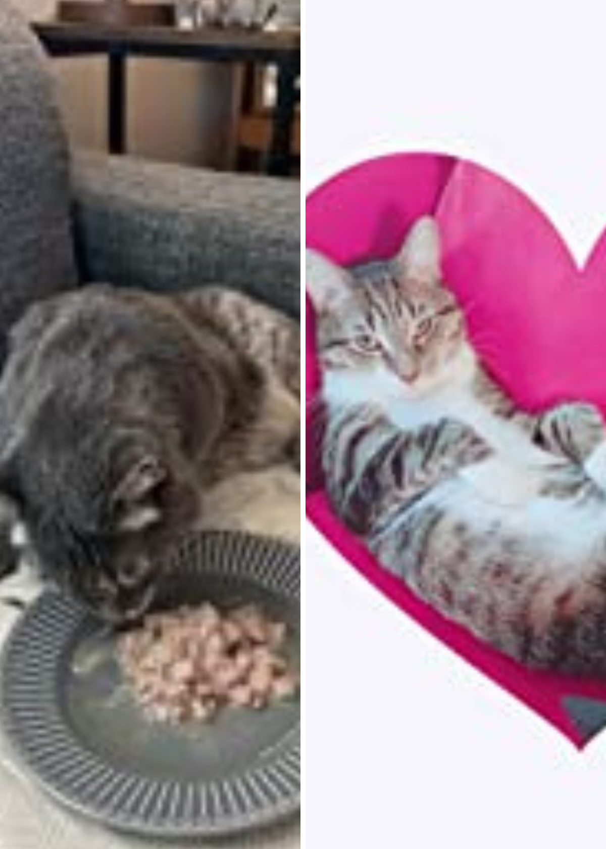 6 High Protein Low Carb Cat Foods Which One Will Make Your Feline Purr 