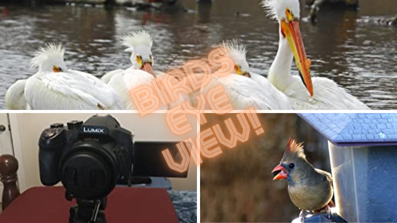 A Birdwatcher's Dream The Best 5 Superzoom Cameras for Birding!
