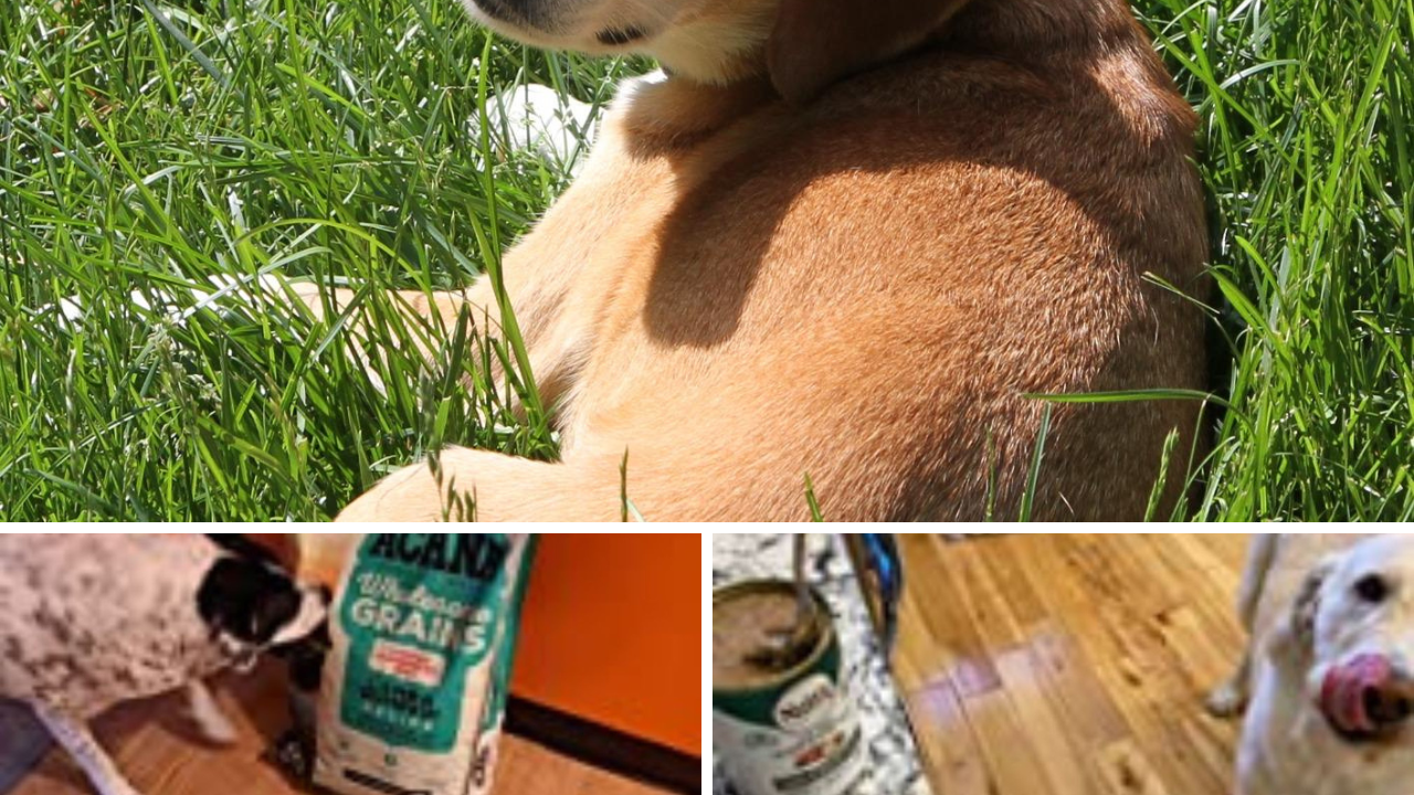 TailWagging Taste Test Which of These Best Dog Foods is Best For