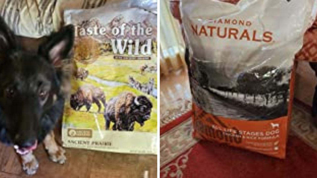 Take a BowWow! Best 5 Dog Foods for Westies Revealed!