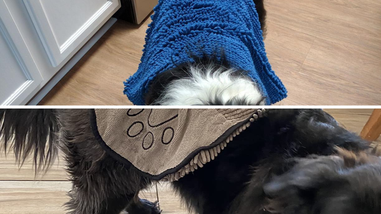 The Best Dog Towel Test How Many Dog Towels Earned Paws Up?