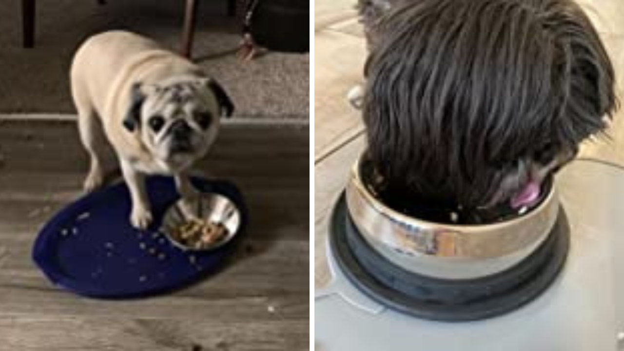 Best Food For Old Dogs With No Teeth Woof! A Review of the Best 5 Food Bowls for Dogs With No Teeth