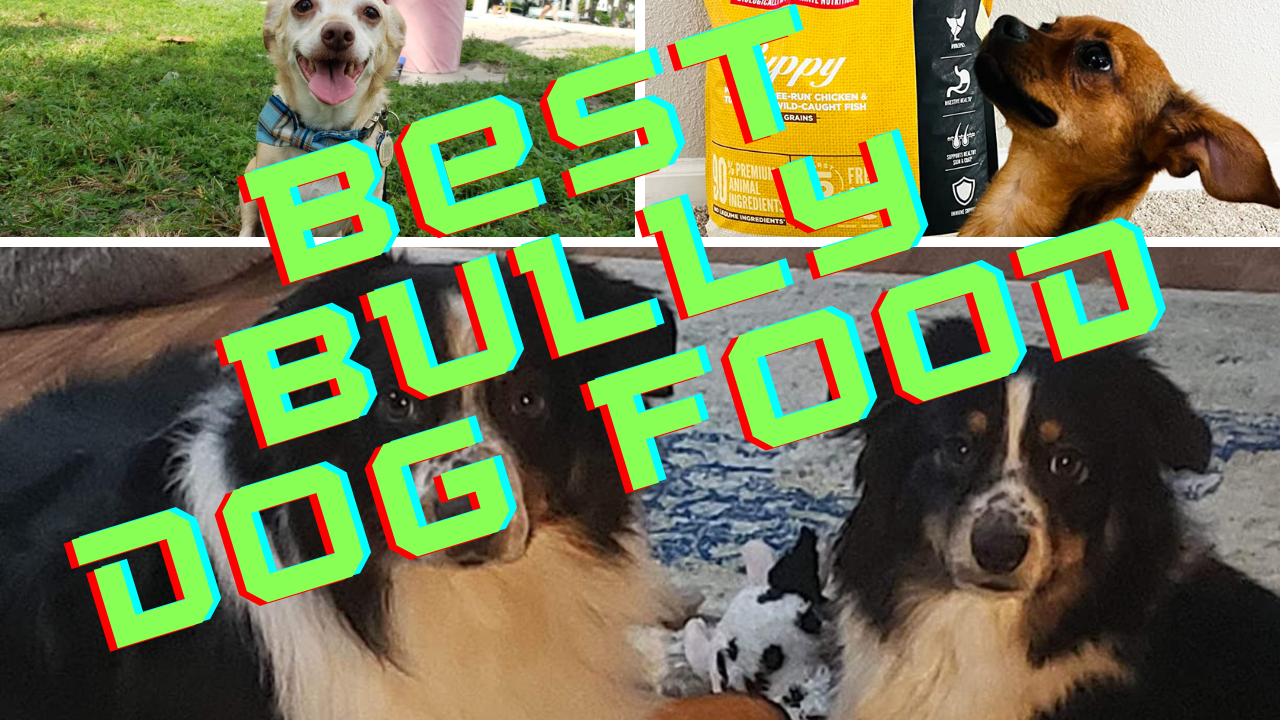 Best bully dog food