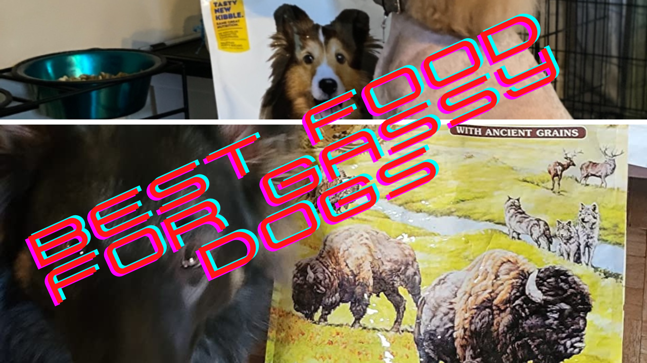 Fido's Fart Frenzy Reviewing 5 Best Foods For Gassy Dogs