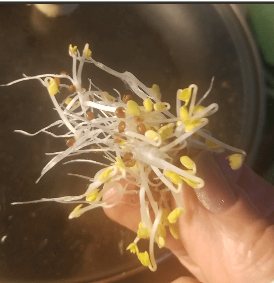 broccoli seeds for sprouting