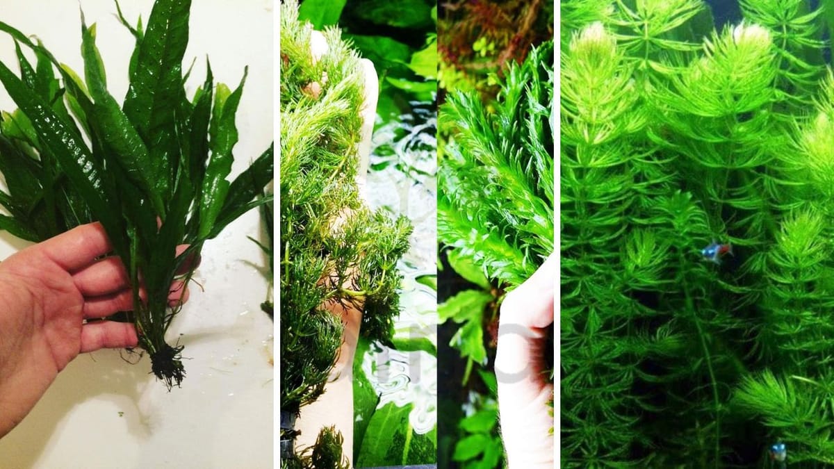 12 Best Aquarium Plants for Oxygenation: Breath New Life Into Your Tank!