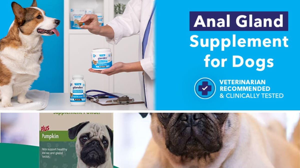 The Best 5 Dog Foods For Anal Gland Issues A Pawfect Solution to a Smelly Problem
