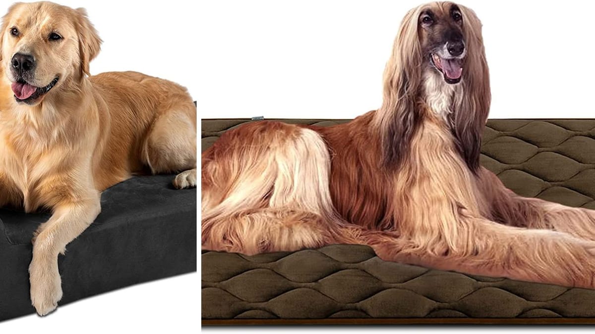 Sleeping Like a King Reviews of the Top 5 Dog Beds for Huskies