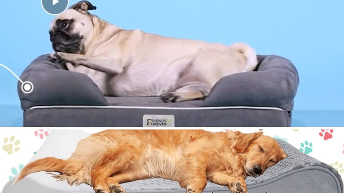 The Pawsitively Perfect 5 Reviewing the Best Dog Beds for Golden