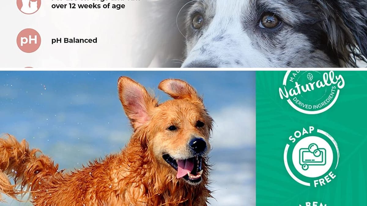 Bath Time Tussle Discovering the Best Dog Shampoo for Huskies