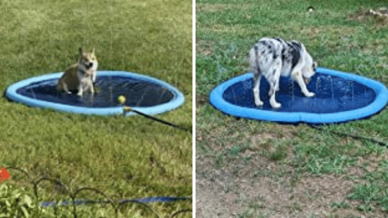 5 Best Splash Pads For Dogs Let Fido Cool Off in Style!
