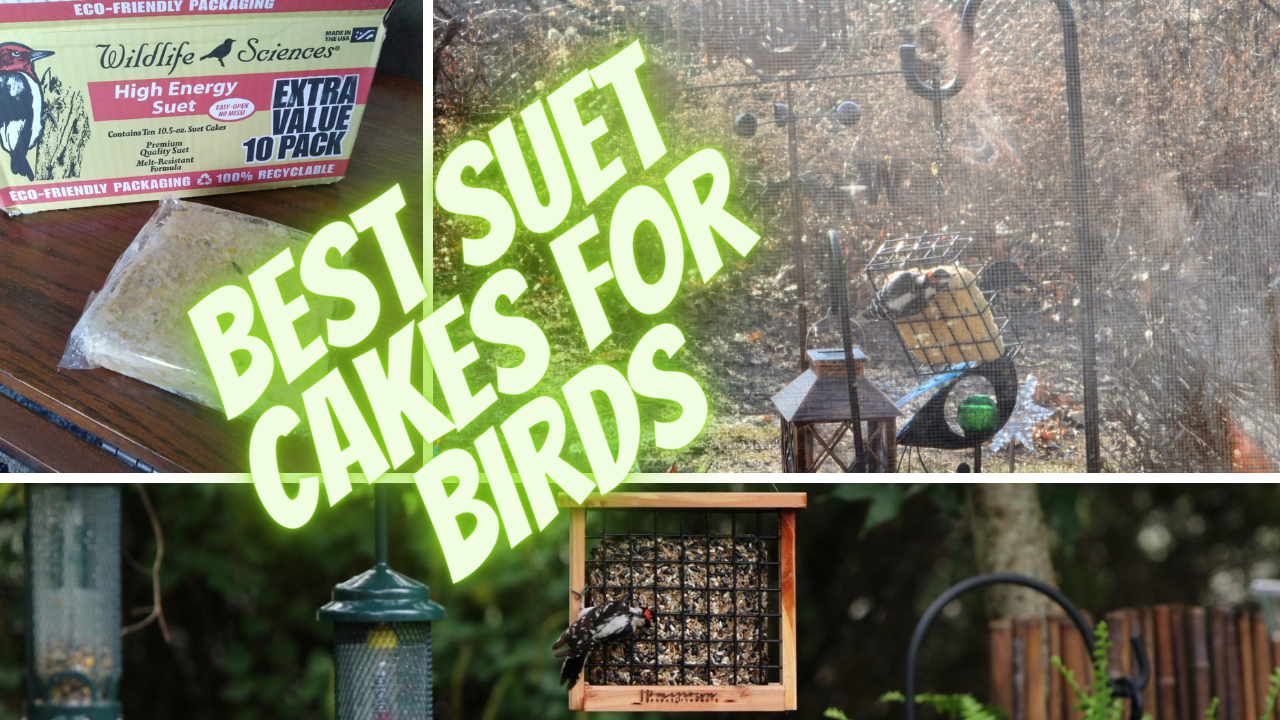 Feathery Feasts Reviewing 5 Best Suet Cakes For Birds
