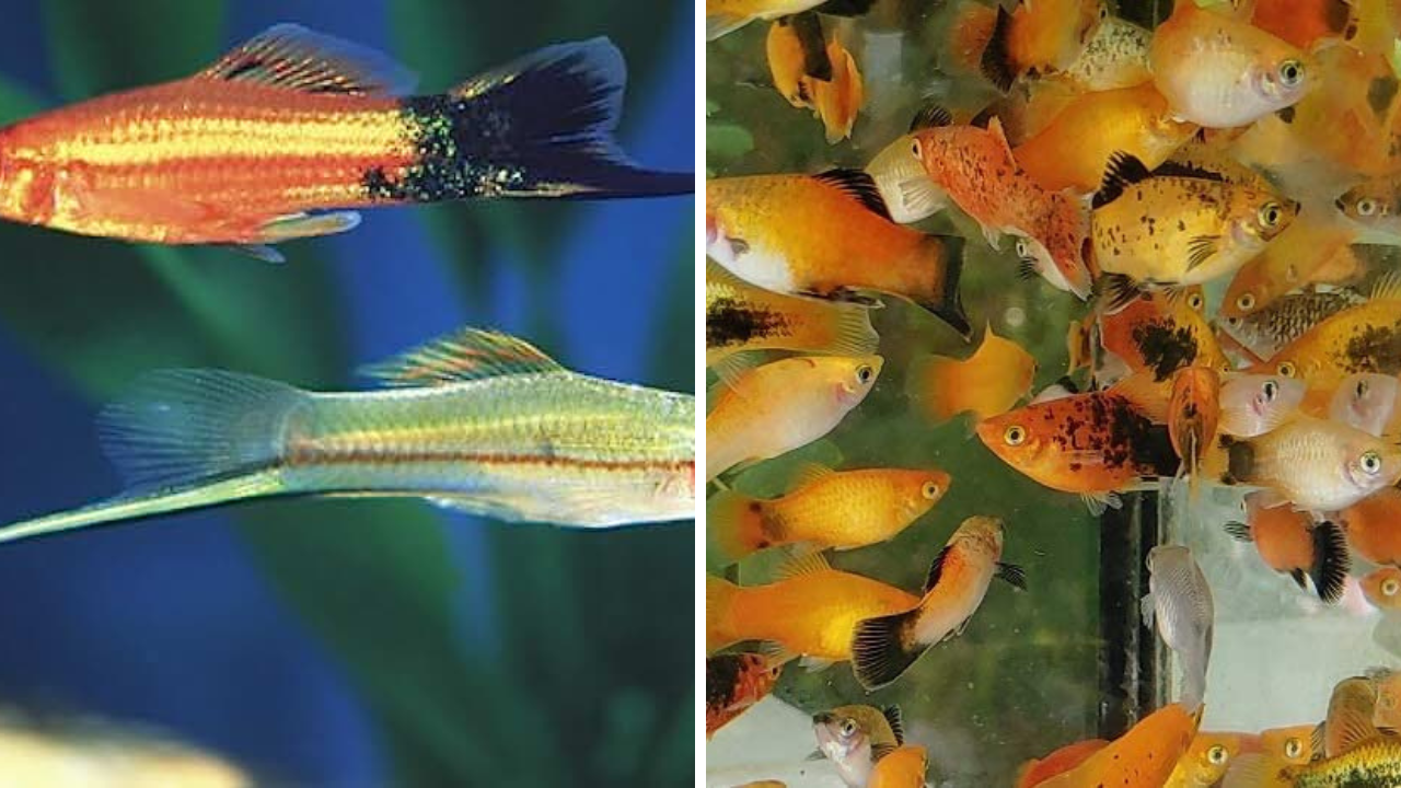 Vibrant LiveBearing Fish Species For Your Thriving Aquarium
